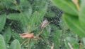 Allagelena gracilens