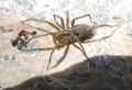 Eratigena sp.