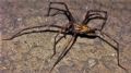 Eratigena vomeroi