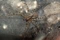Tegenaria/Malthonica sp.
