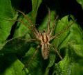 Agelena sp.