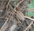 Agelena sp.