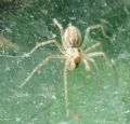 Allagelena gracilens