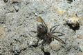 Lycosoides coarctata
