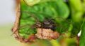 Eratigena agrestis