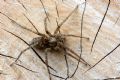 Tegenaria/Malthonica sp.