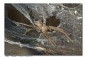 Tegenaria sp.