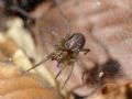 Aterigena ligurica