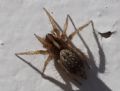 Maimuna sp.