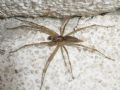 Allagelena gracilens