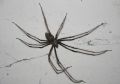Tegenaria sp.