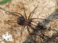 Malthonica sp.