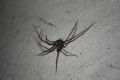 Tegenaria sp.