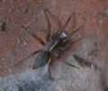 Lycosoides coarctata