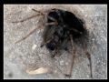 Tegenaria sp.