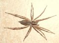 Allagelena gracilens