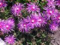 Delosperma cooperi