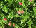 Mesembryanthemum cordifolium