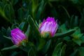 Carpobrotus acinaciformis