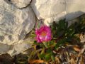 Carpobrotus acinaciformis