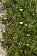 Carpobrotus edulis