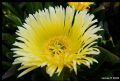 Carpobrotus edulis