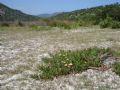 Carpobrotus edulis