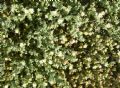 Mesembryanthemum nodiflorum