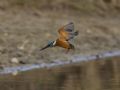 Alcedo atthis