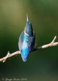 Alcedo atthis