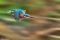 Alcedo atthis