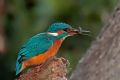 Alcedo atthis