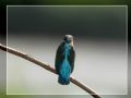 Alcedo atthis