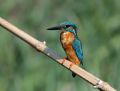 Alcedo atthis