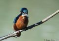 Alcedo atthis