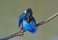 Alcedo atthis