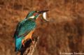 Alcedo atthis