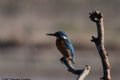 Alcedo atthis