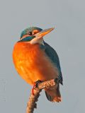 Alcedo atthis