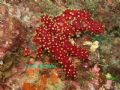 Alcyonium acaule