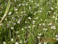 Baldellia ranunculoides