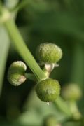 Sagittaria latifolia