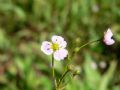 Baldellia ranunculoides