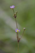 Baldellia ranunculoides