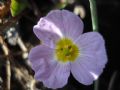 Baldellia ranunculoides