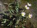 Baldellia ranunculoides