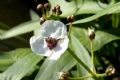 Sagittaria sagittifolia