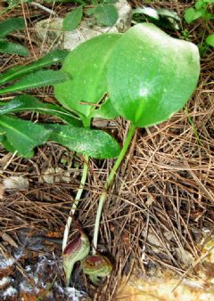 Araceae