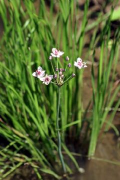 Butomaceae