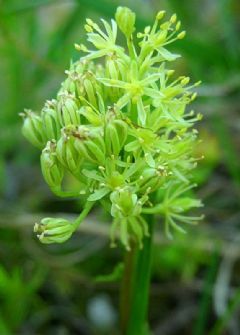 Tofieldiaceae